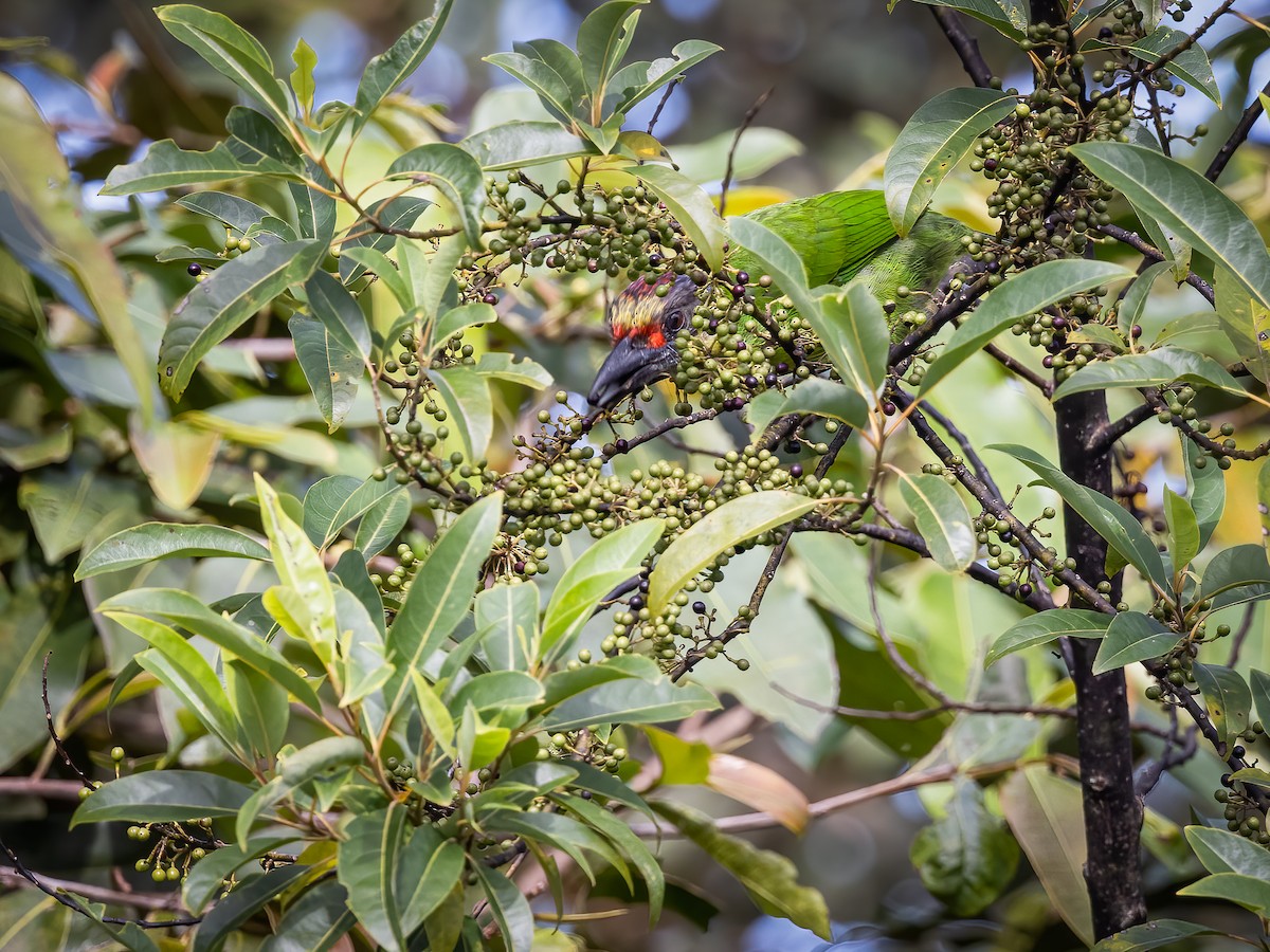 Gold-whiskered Barbet (Gold-faced) - ML482274131