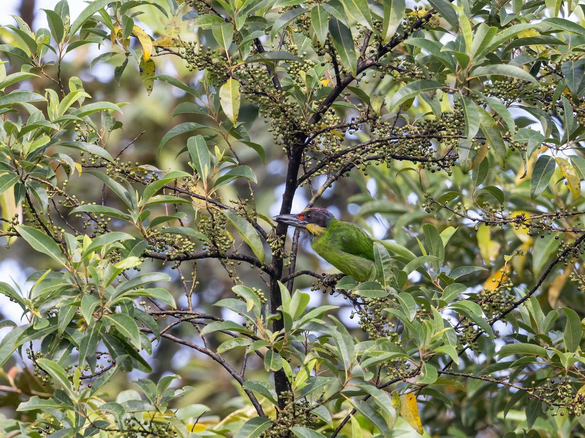 Gold-whiskered Barbet (Gold-faced) - ML482274141