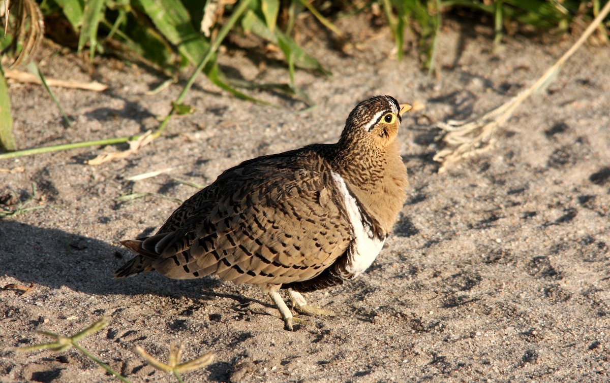 Black-faced Sandgrouse - Hans-Jürgen Kühnel