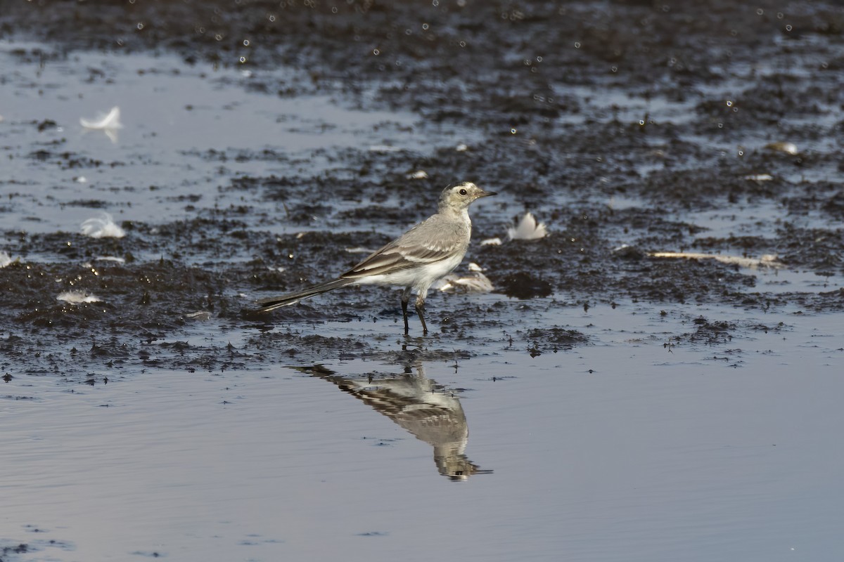 White Wagtail - ML482276921