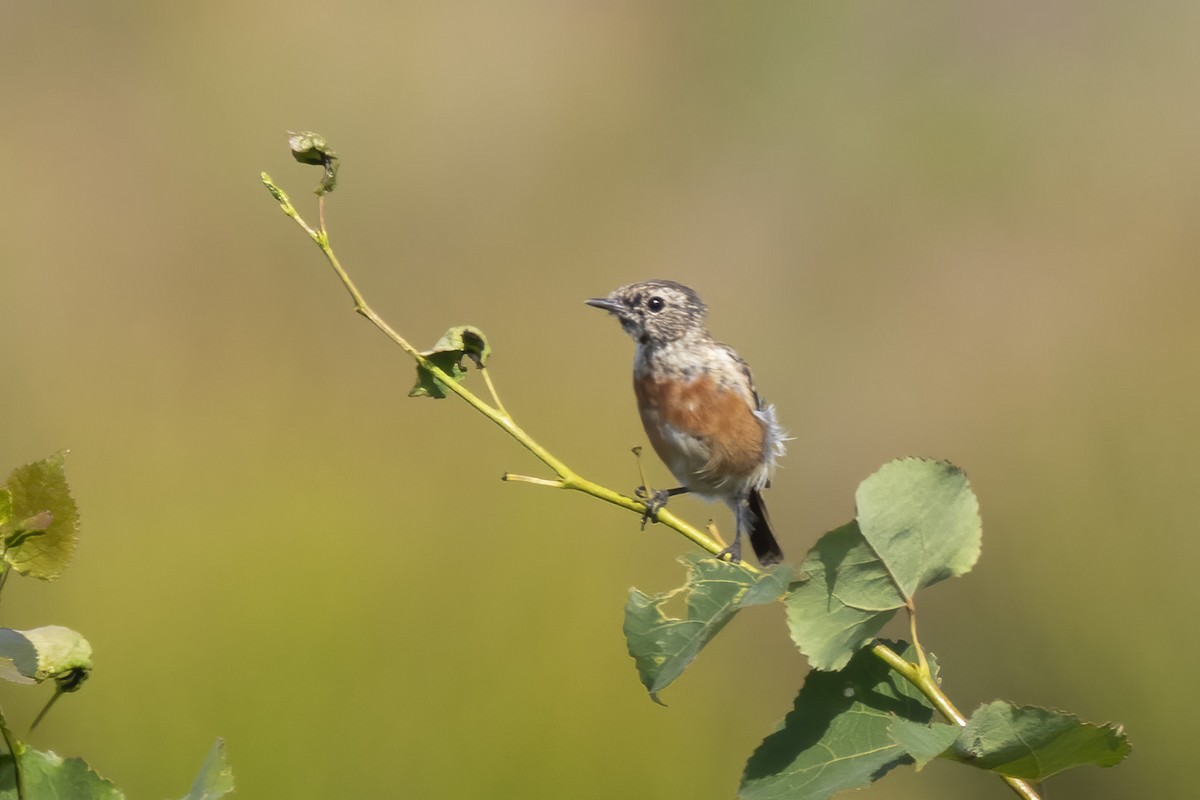 European Stonechat - ML482276991