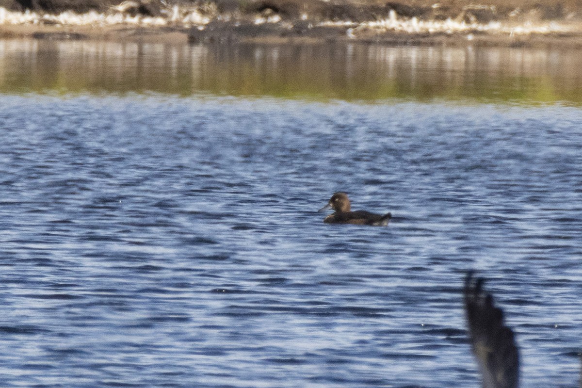 Tufted Duck - ML482277011