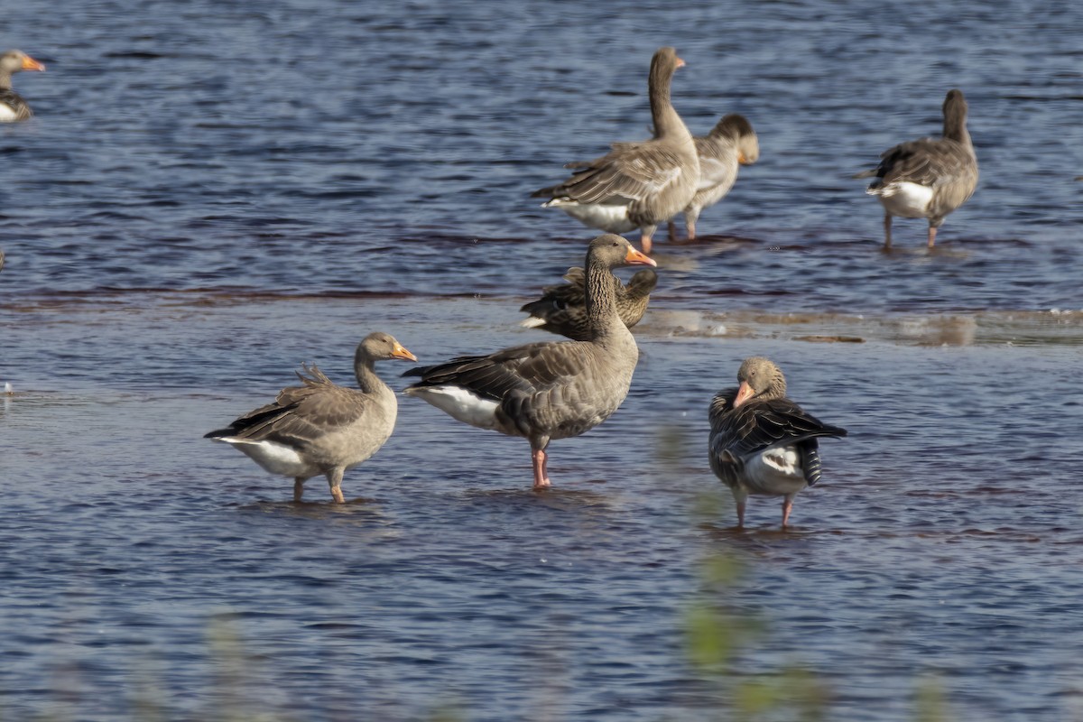 Graylag Goose - ML482277121