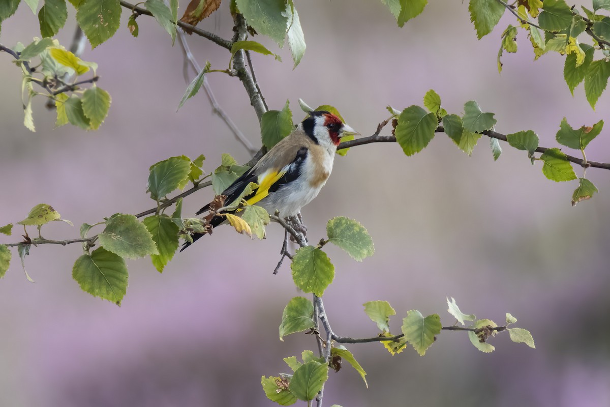 European Goldfinch - ML482277191