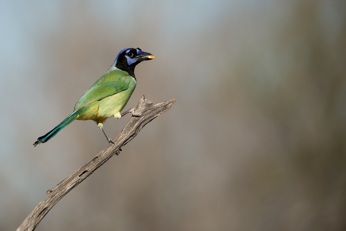 Green Jay - Guillermo Lopez