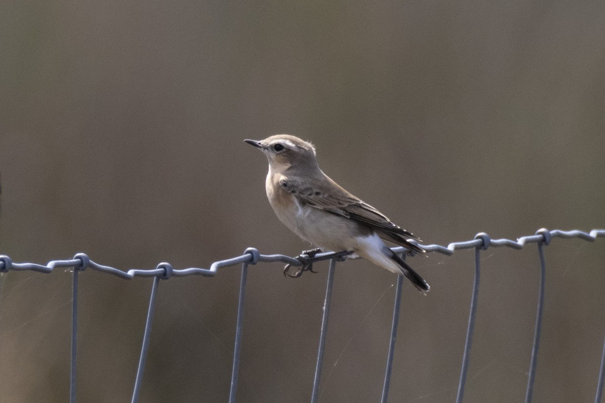 Northern Wheatear - ML482277451