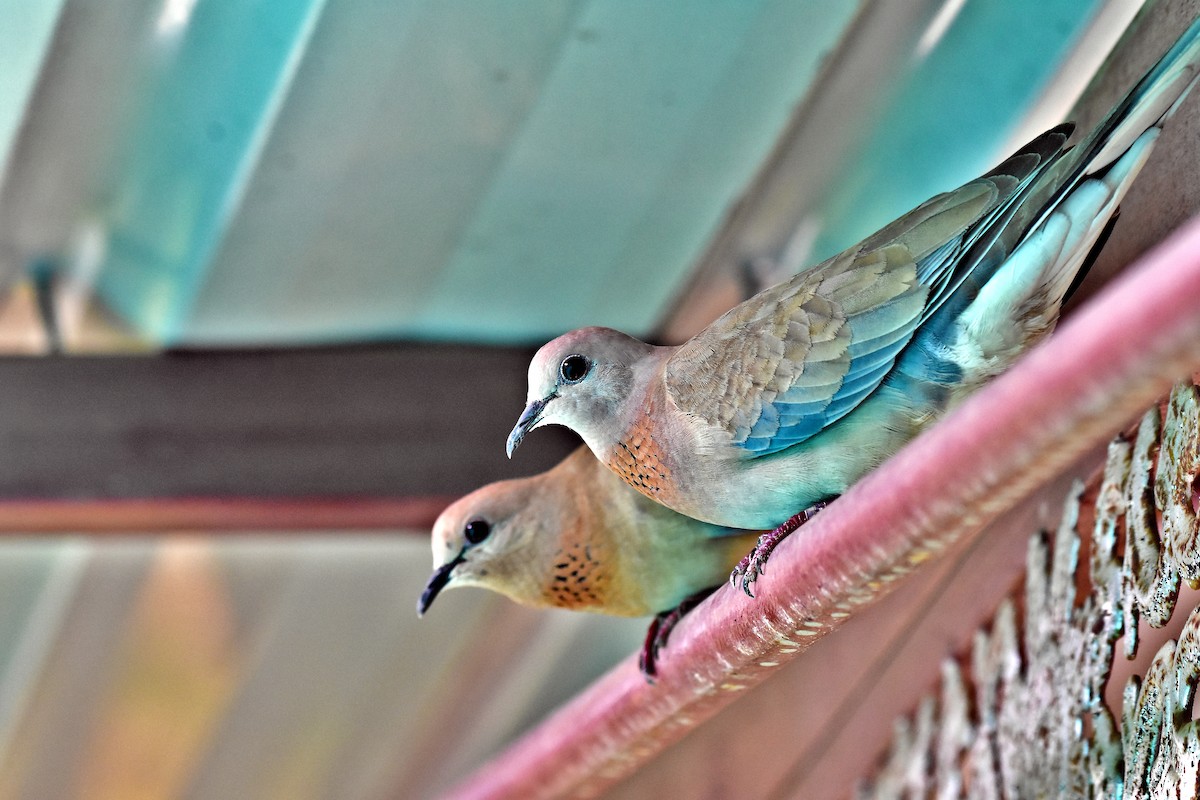 Laughing Dove - ML482277541