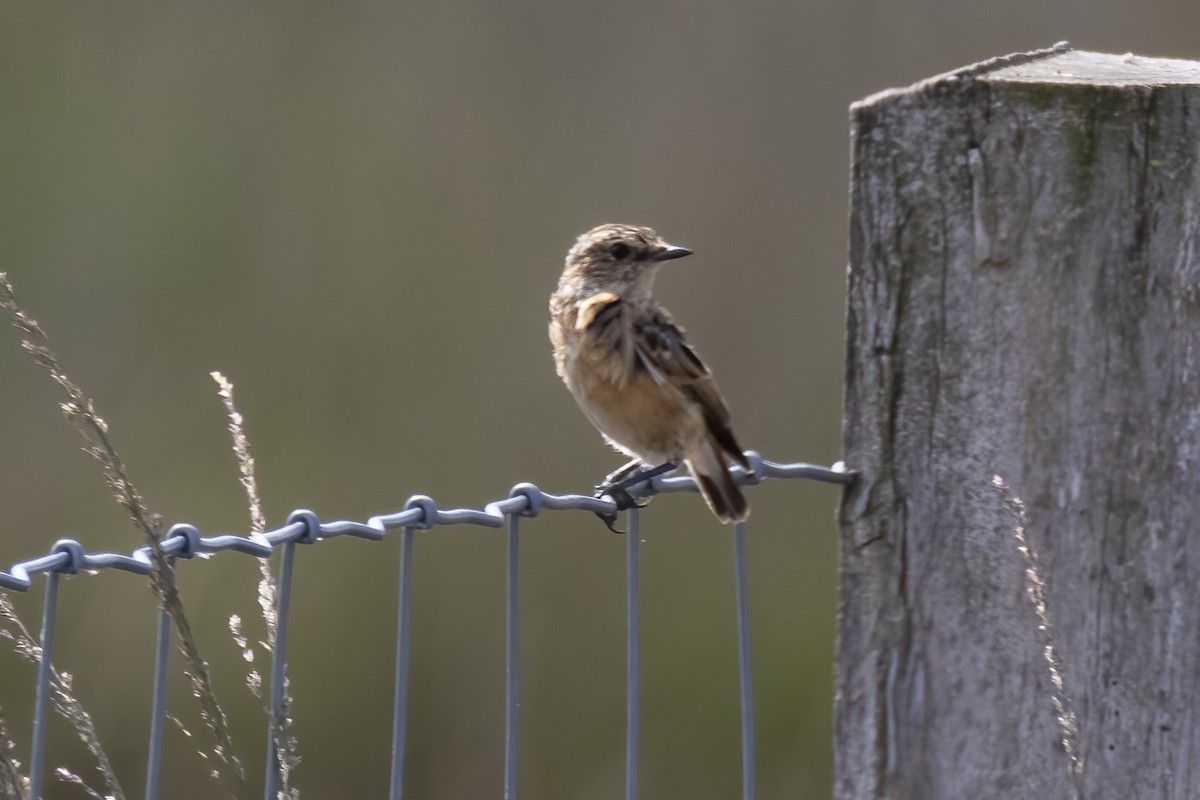 Whinchat - Andreas Heikaus