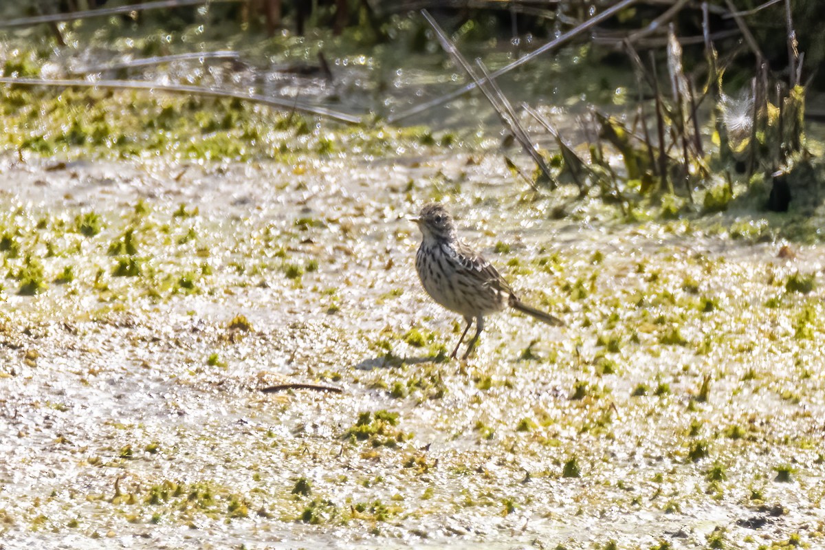 Meadow Pipit - ML482277831