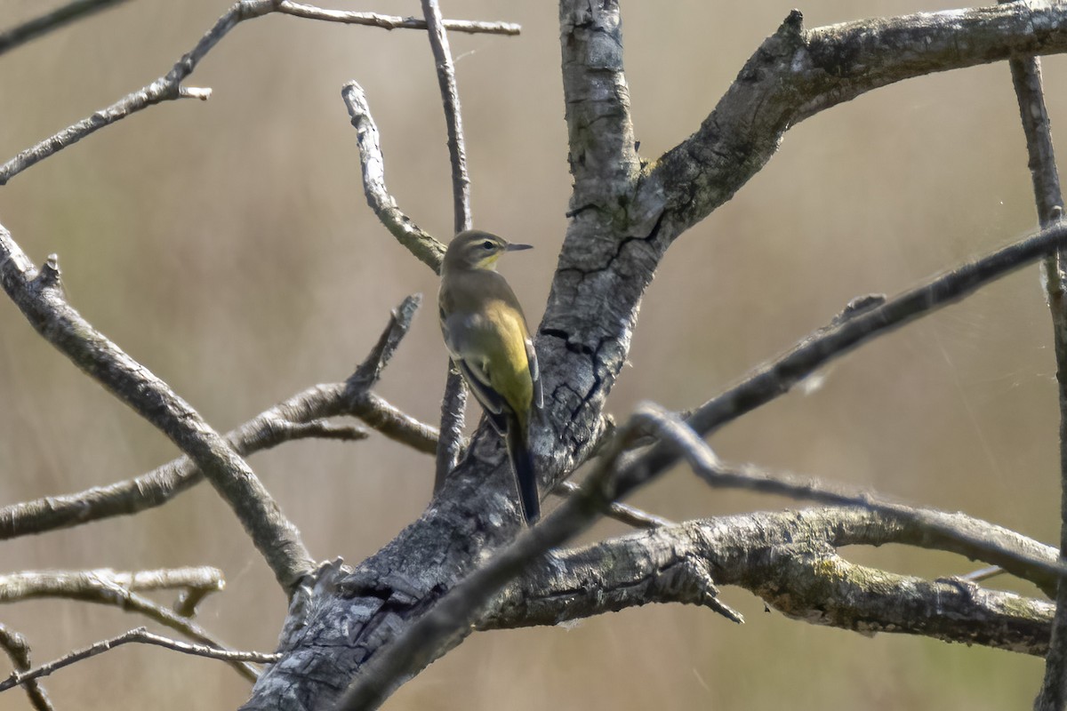 Western Yellow Wagtail - ML482277971