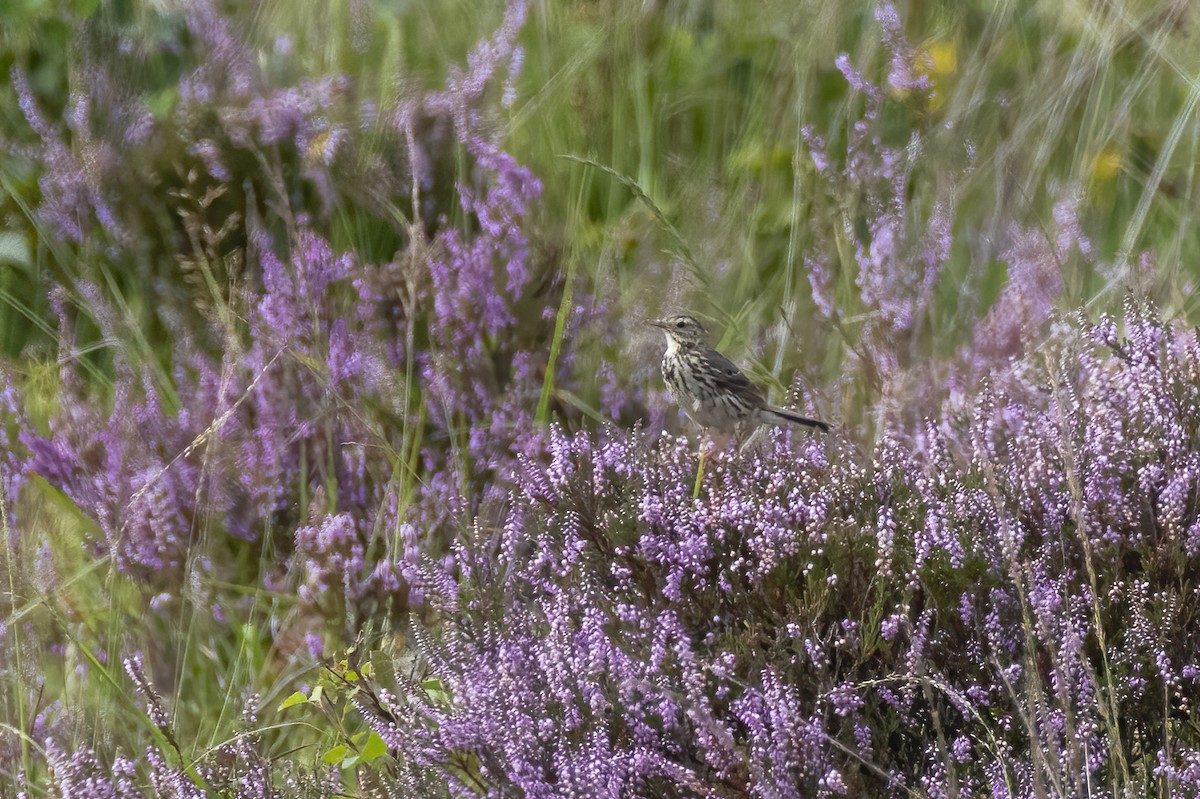 Meadow Pipit - ML482278661