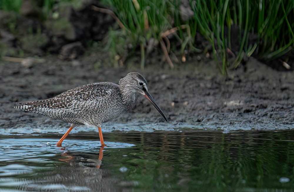 Spotted Redshank - ML482278831