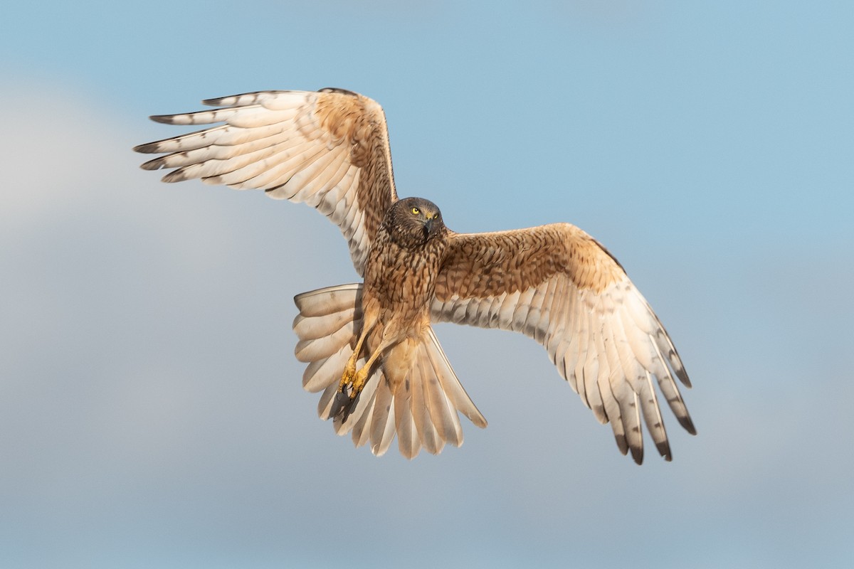 Aguilucho Lagunero del Pacífico - ML482278951