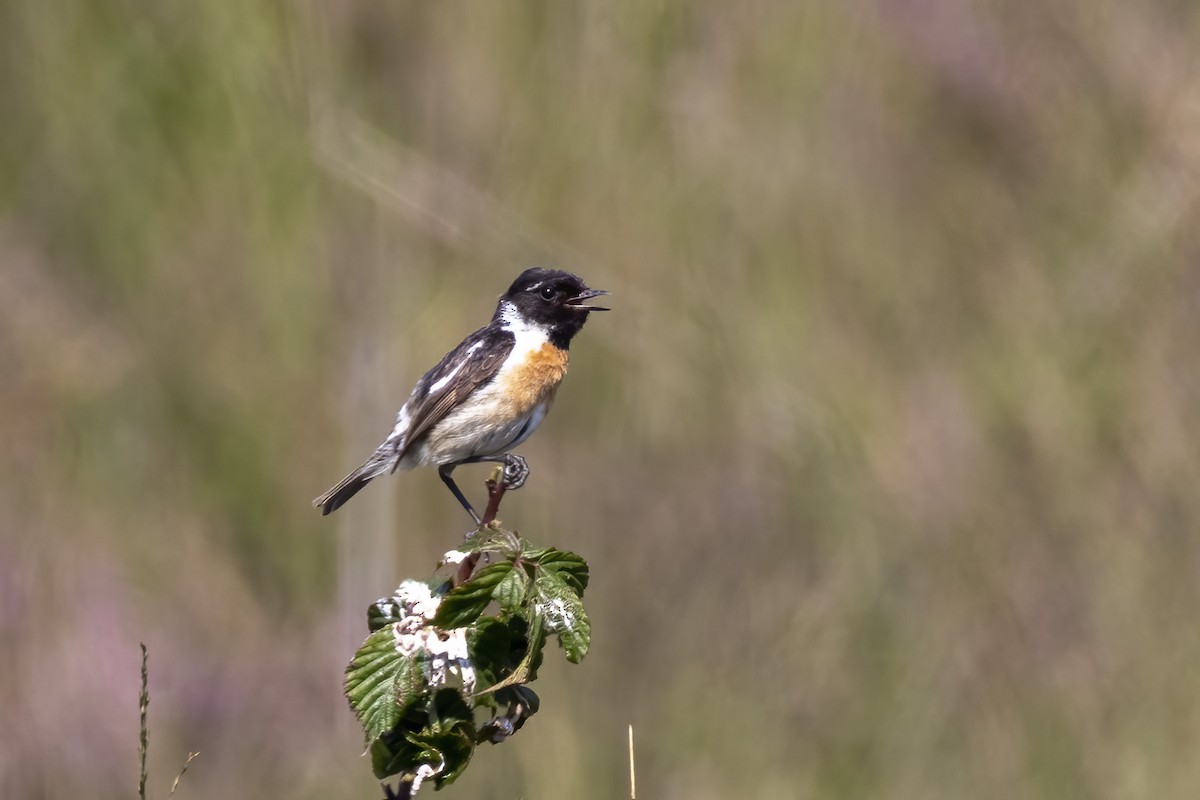 European Stonechat - ML482279081