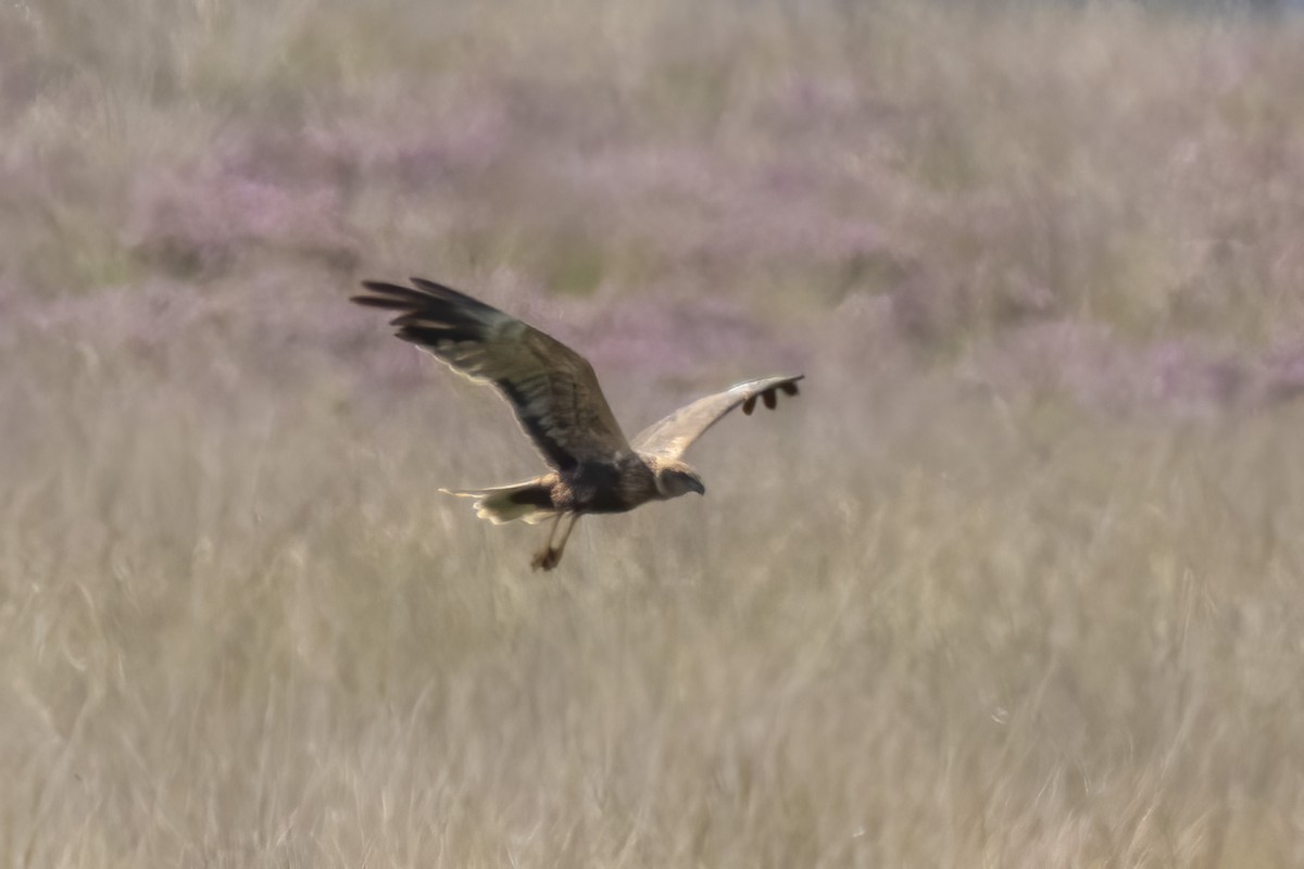 Western Marsh Harrier - ML482279221