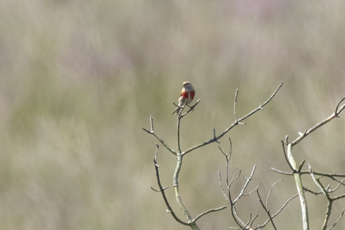 Eurasian Linnet - ML482279371