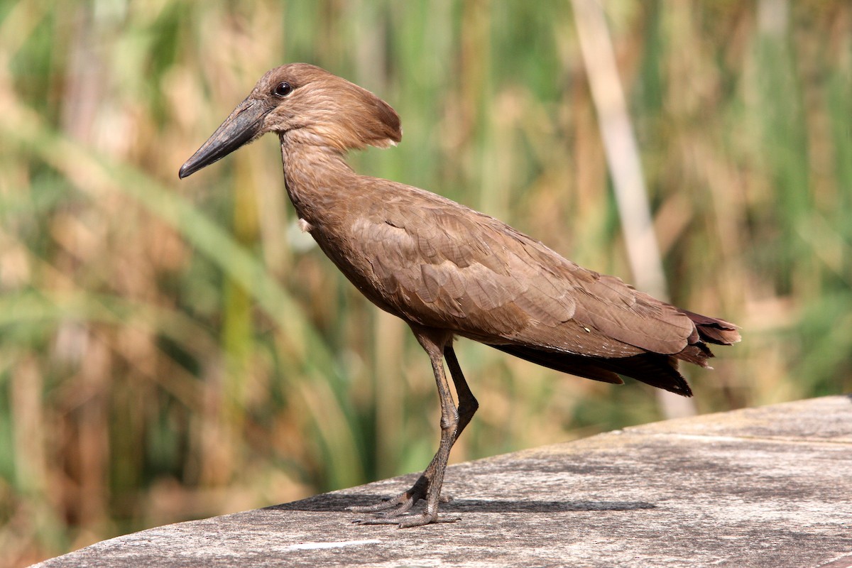 Hamerkop - ML482279621
