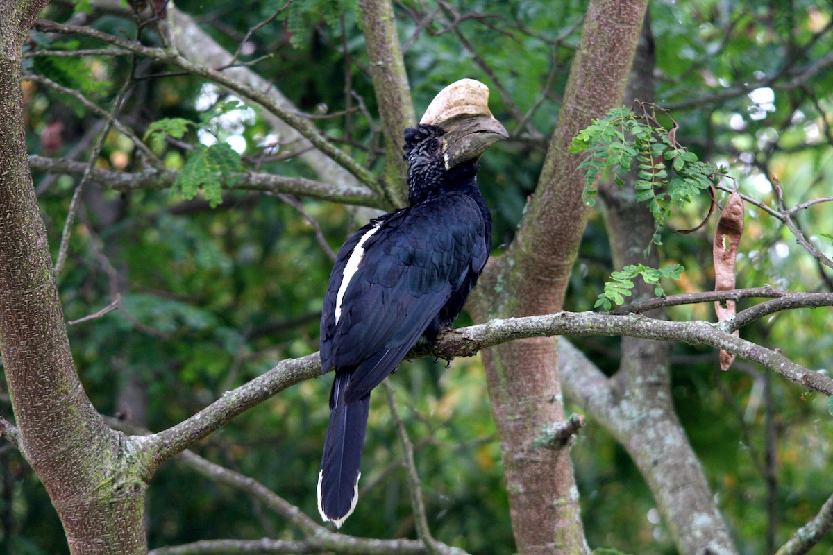 Silvery-cheeked Hornbill - ML482279681