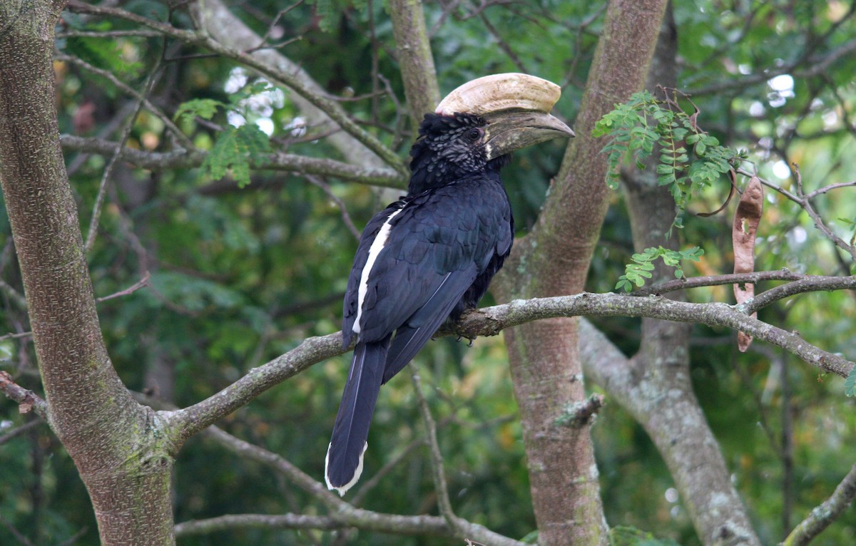 Silvery-cheeked Hornbill - ML482279901