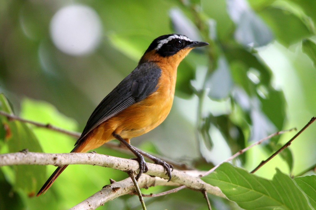 White-browed Robin-Chat - ML482280061