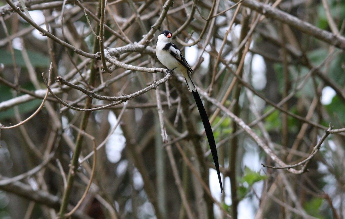 Pin-tailed Whydah - ML482280141