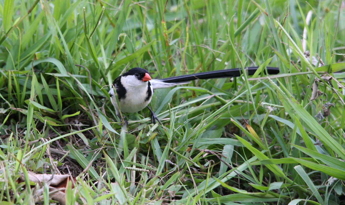 Pin-tailed Whydah - ML482280201