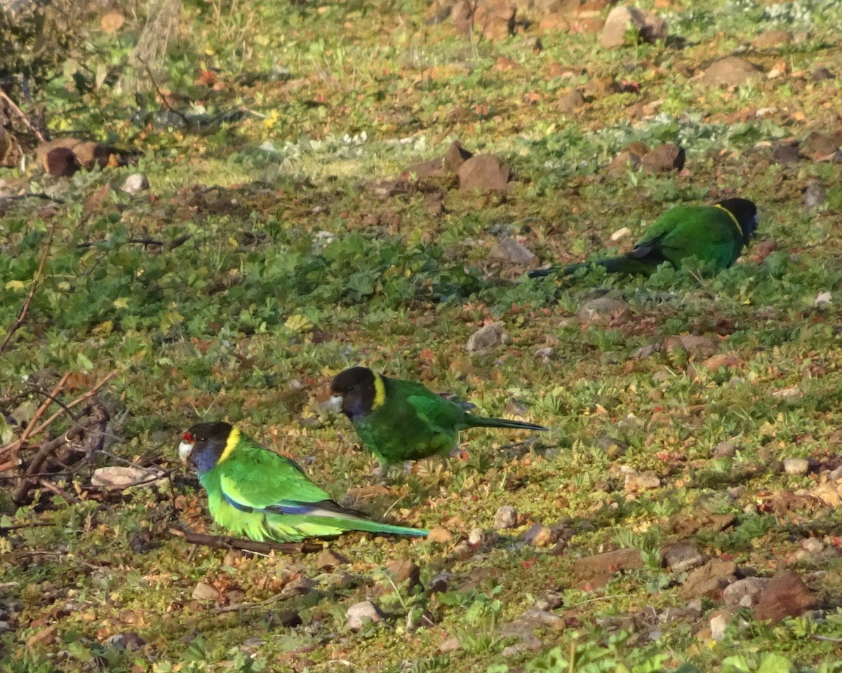 Australian Ringneck (Twenty-eight) - ML482280221