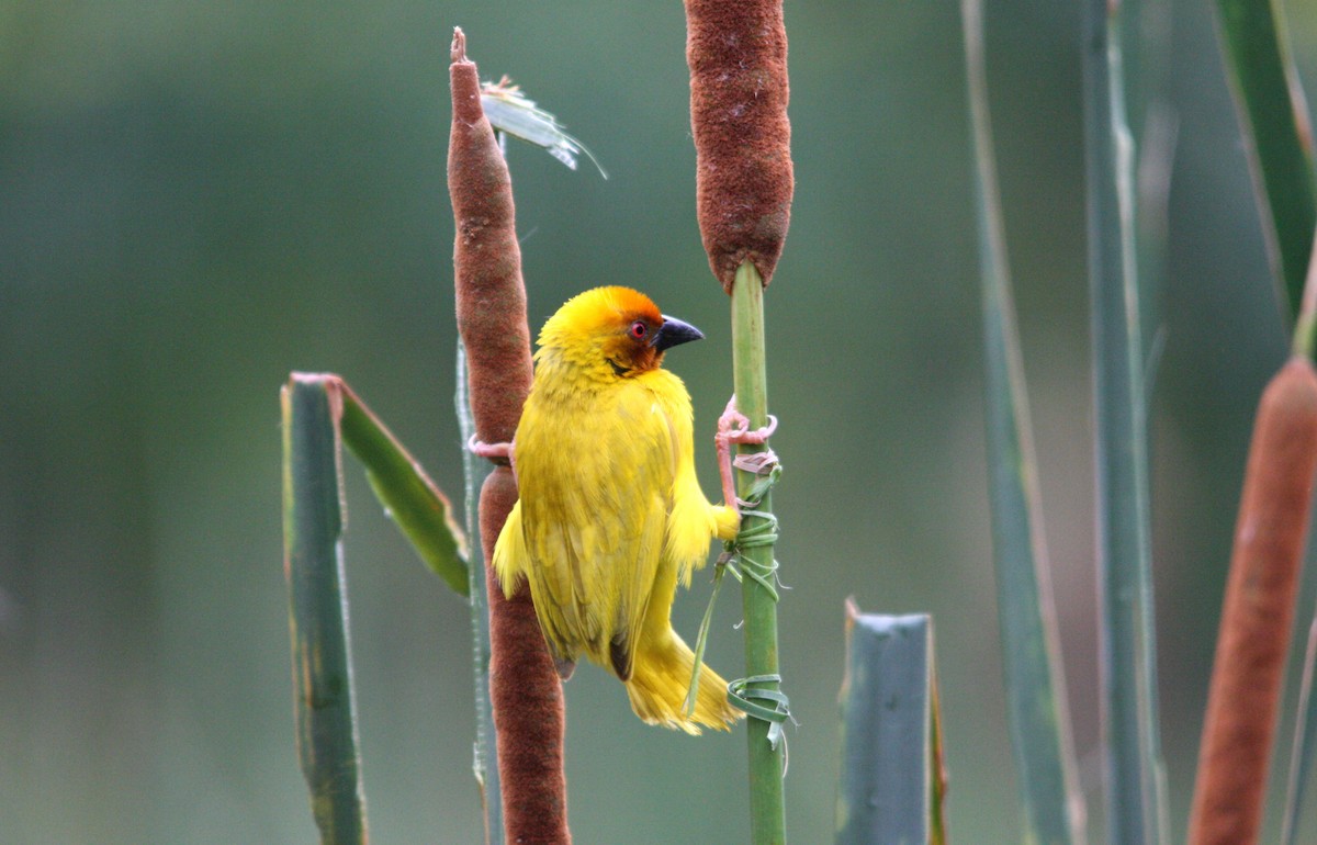 African Golden-Weaver - ML482280521