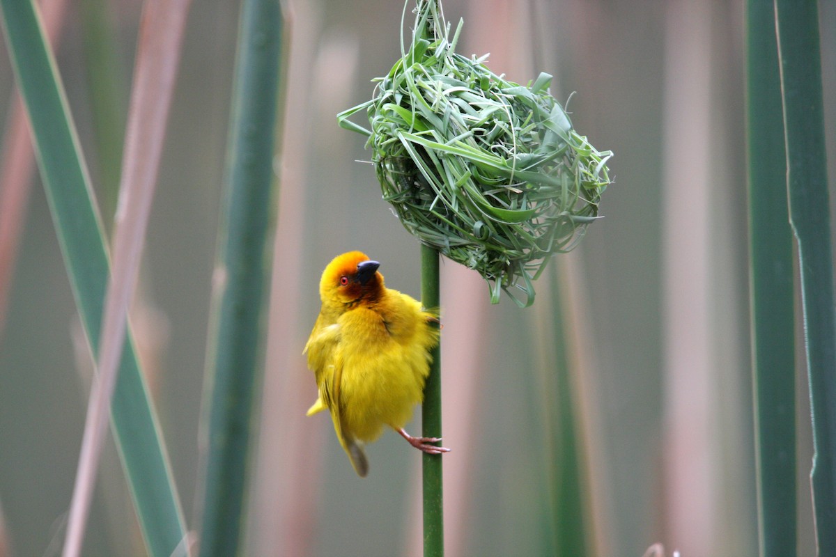 African Golden-Weaver - ML482280541