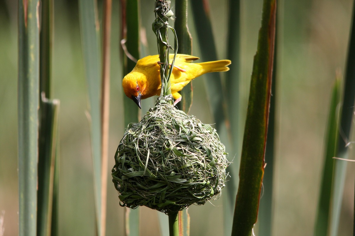 African Golden-Weaver - ML482280581