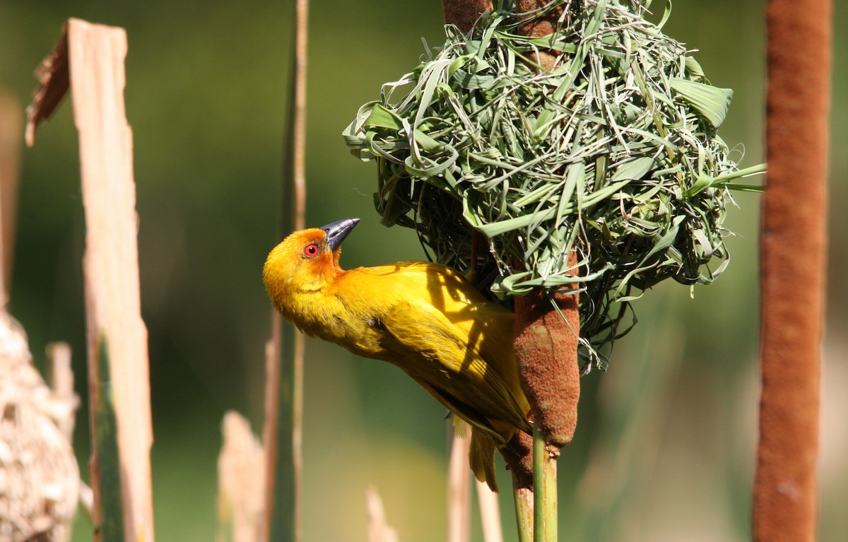 African Golden-Weaver - ML482280631