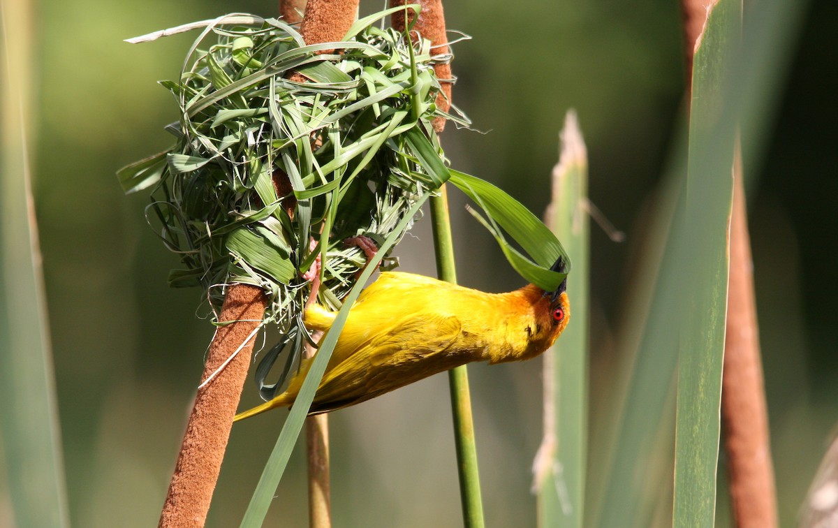African Golden-Weaver - ML482280881