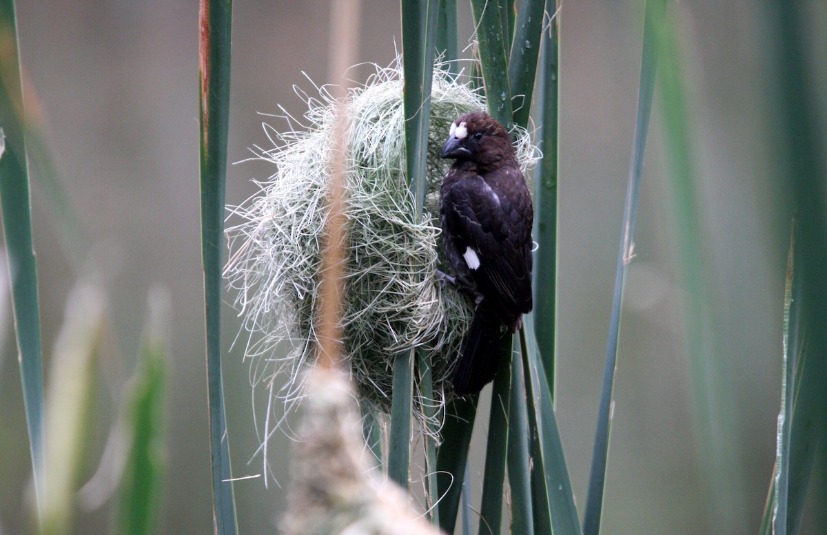 Grosbeak Weaver - ML482281021