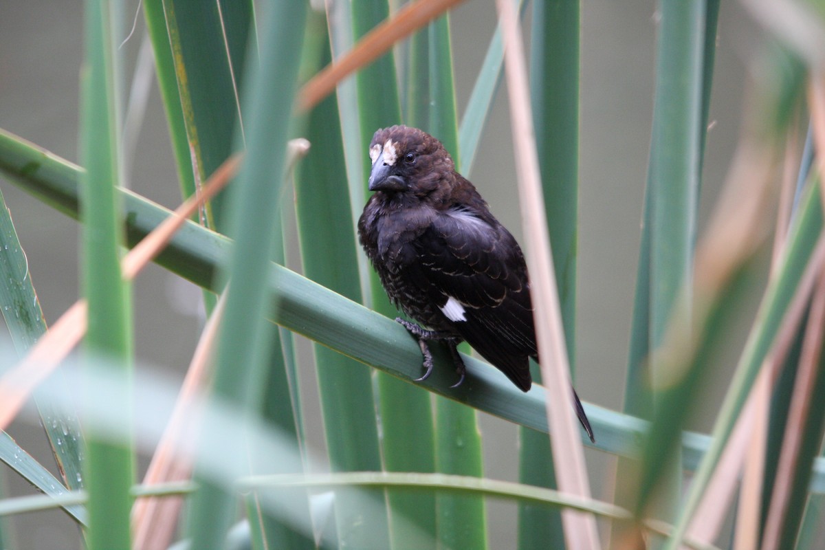 Grosbeak Weaver - ML482281041