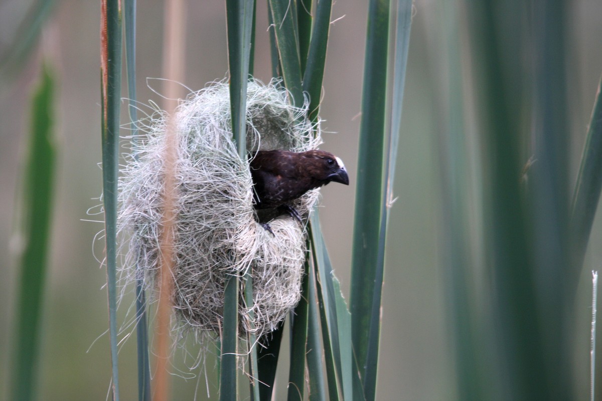 Grosbeak Weaver - ML482281061