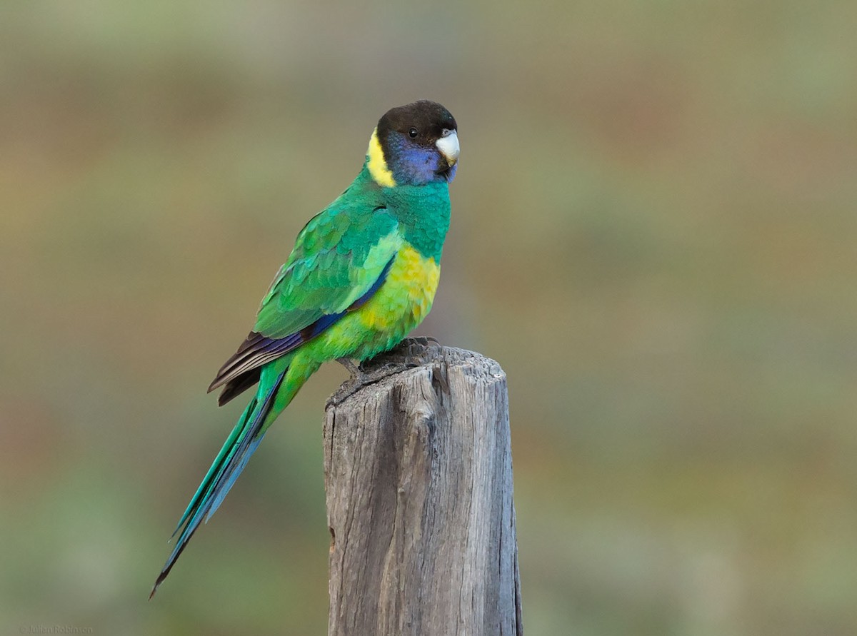 Australian Ringneck - ML482281271