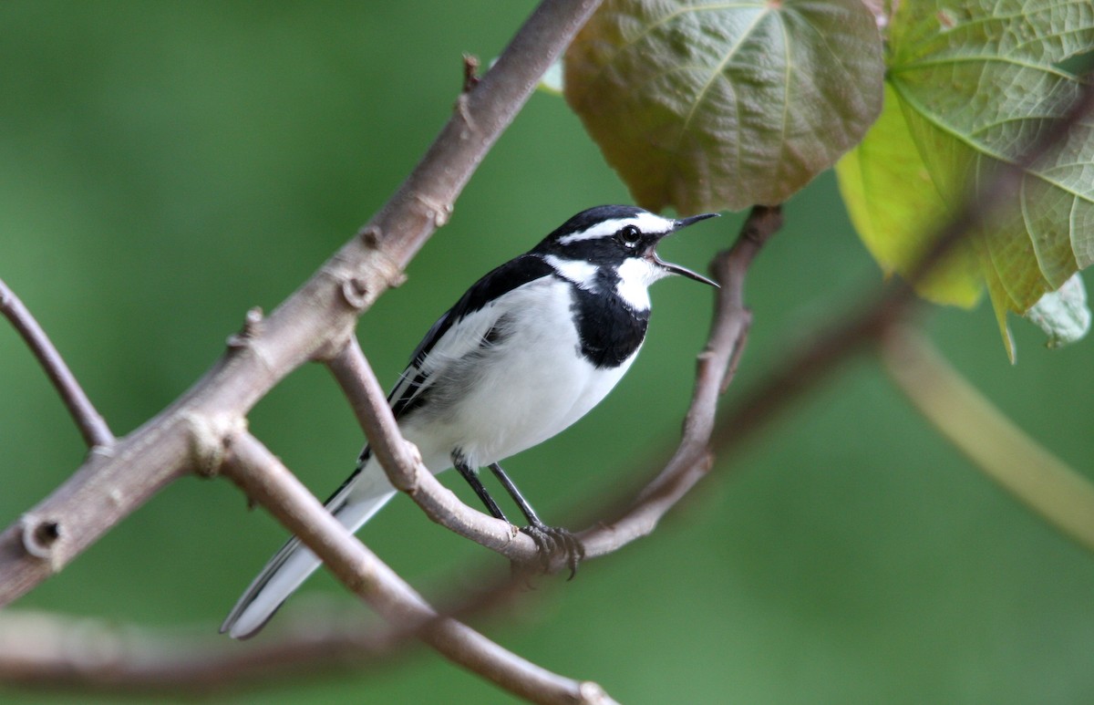 African Pied Wagtail - ML482281331