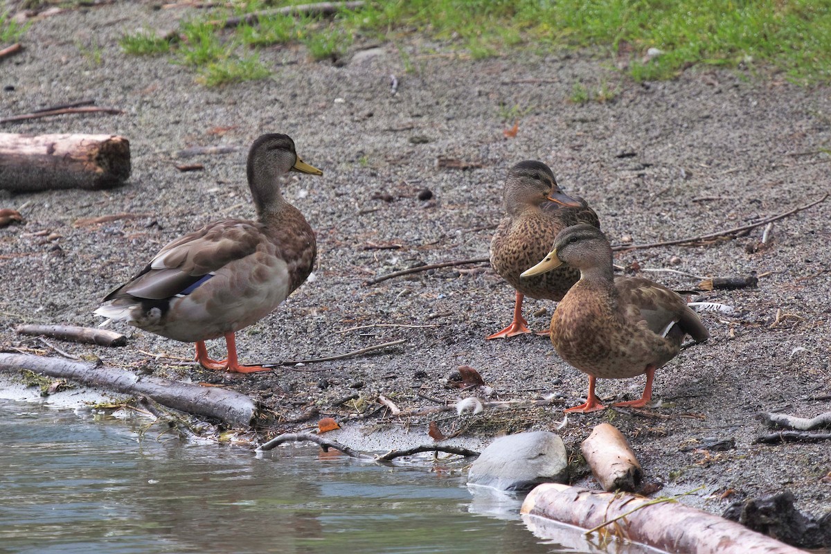 Stockente - ML482281341