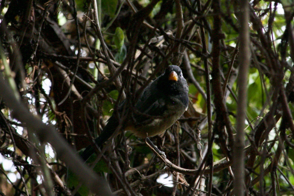 Golden-billed Saltator - Loyan Beausoleil