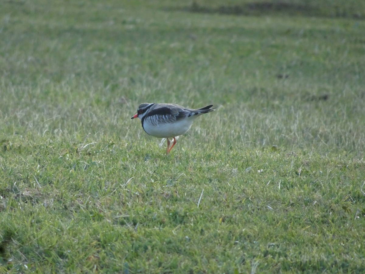 Black-fronted Dotterel - ML482281741