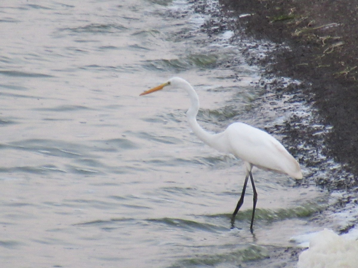 Great Egret - Pete Gillig