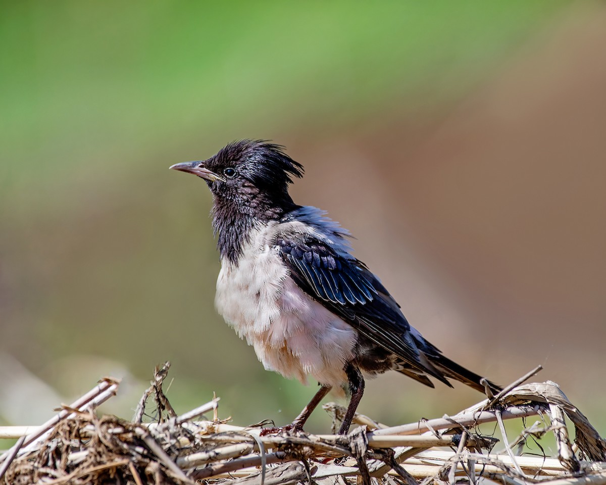 Rosy Starling - ML482283651