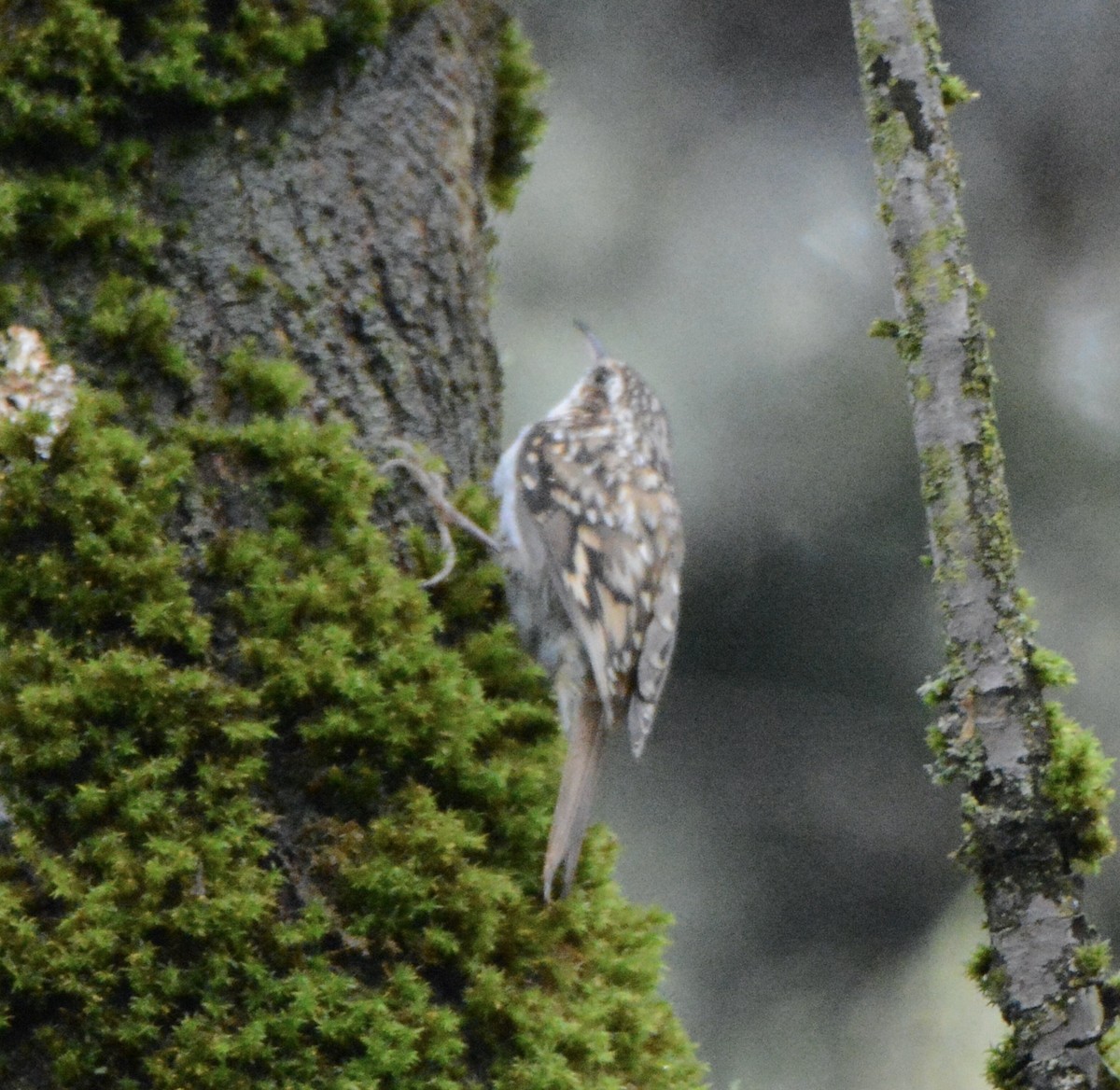 Eurasian Treecreeper - ML482286561