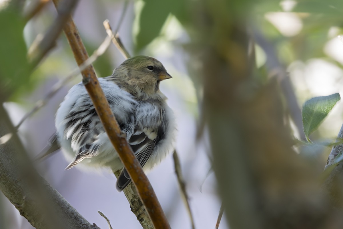 Hoary Redpoll (hornemanni) - ML482287341