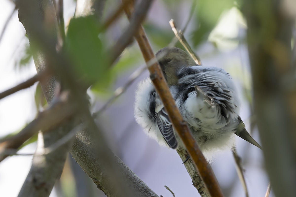 Hoary Redpoll (hornemanni) - ML482287351