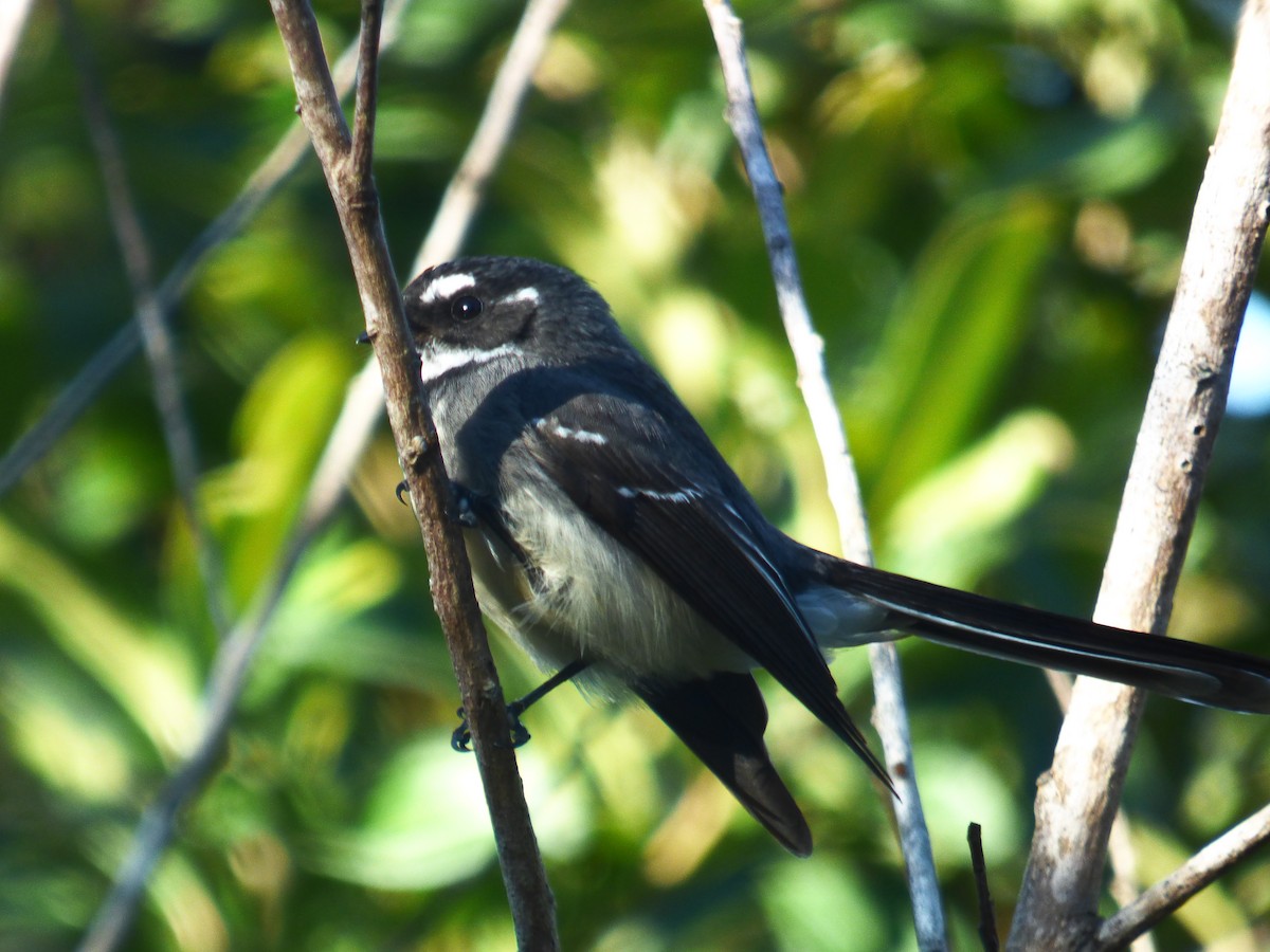 Gray Fantail - ML482287991