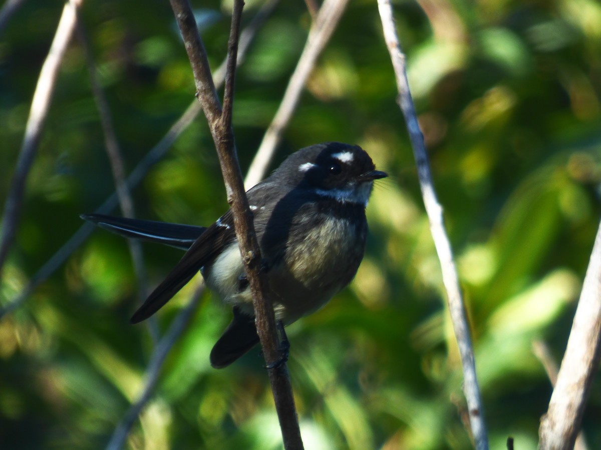 Gray Fantail - ML482288101