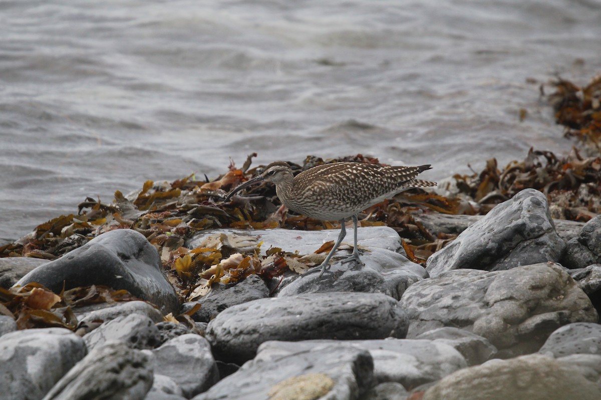 Whimbrel (European) - ML482289071