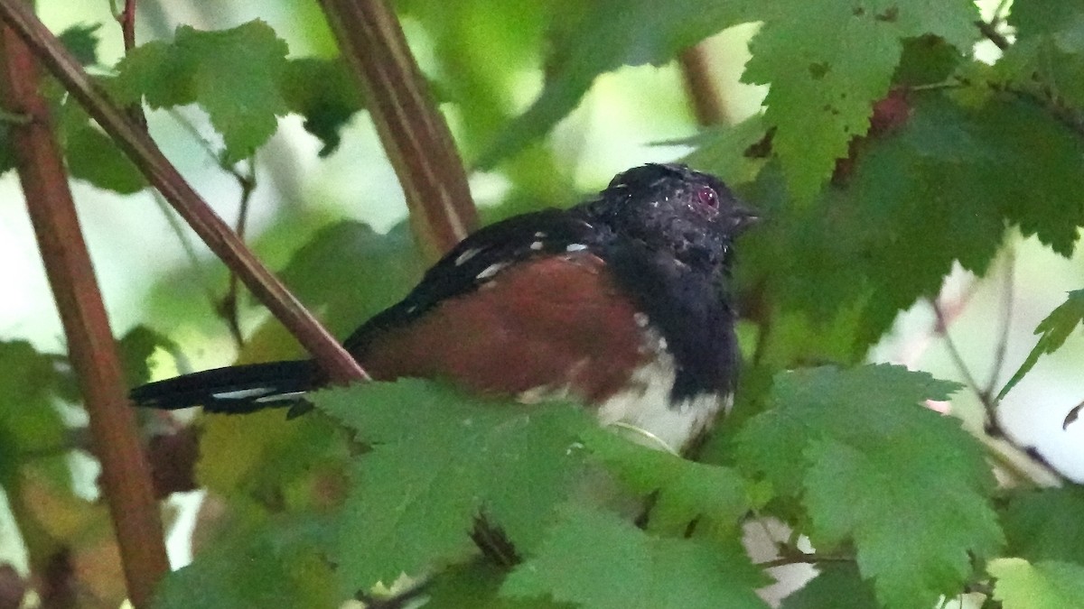 Spotted Towhee - ML482289431