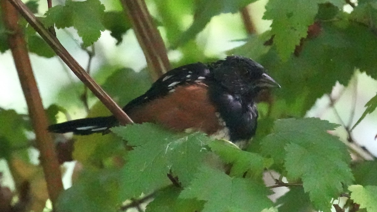 Spotted Towhee - ML482289441